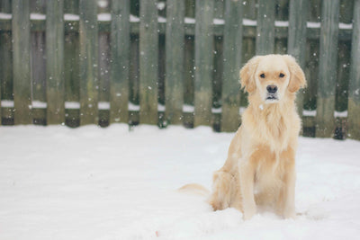 Best Healthy Dog Treats: Good for training and health