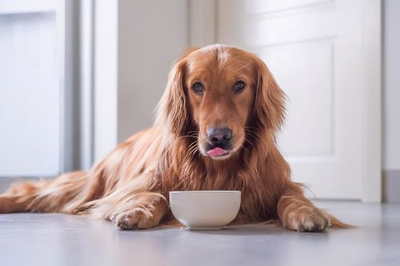 Daily Health Care for Dogs What Nutritional Supplements Should We Choose