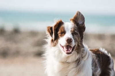 Heart Disease in Dogs: The Importance of Knowing Symptoms and Treatments