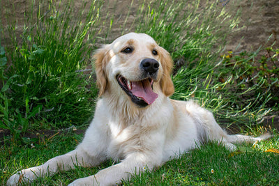 Calm Your Dog Naturally with Composure for Dogs Supplement