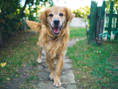 Elderberry for Dogs: Nature’s Powerhouse for Immune Support and Wellness