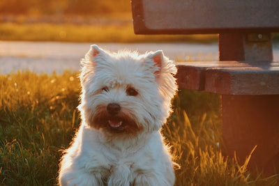 Feliway for Dogs: Calming Your Pup Naturally with Pheromone Therapy