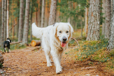 Green Healers: Healthy Herbs for Dogs that Good for Your Dog's Well-being