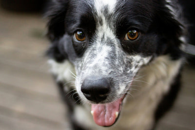 Papaya for Dogs: A Delicious and Nutritious Fruit for Digestive Health