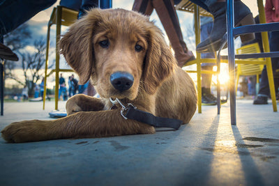 Powdered Vitamins for Dogs: A Convenient Way to Boost Your Pet’s Health