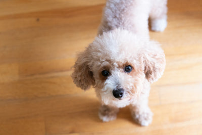 Say Goodbye to Scratching: The Power of Probiotic Chews for Itchy Dogs