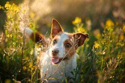 Quercetin for Dogs: Benefits, Uses, and How to Safely Supplement Your Pet’s Diet