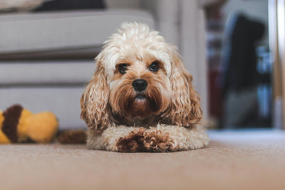 Effective Shedding Supplements for Dogs: Keep Your Pet’s Coat Shiny and Healthy