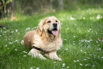 No More Straining: The Benefits of Stool Softeners for Dogs with Digestive Issues