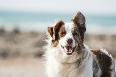 Synacore for Dogs: Benefits, Uses, and How It Supports Canine Health