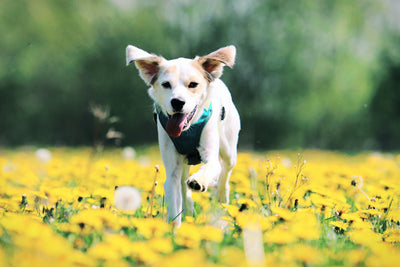 Thiamine for dogs:The Essential Nutrient for Your Dog's Brain and Heart Health