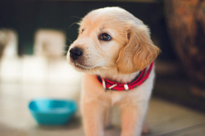 From Fear to Trust: Strategies for Healing Traumatized Dogs