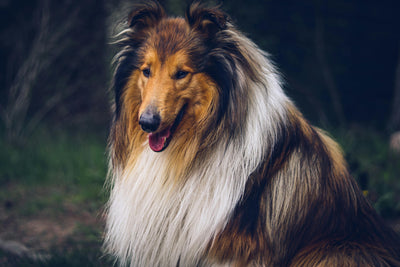 Say Goodbye to Joint Woes: Boswellia for Dogs