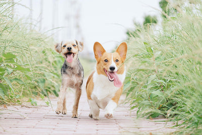 Why Is Your Dog Chewing Paws? Understanding the Causes and Solutions