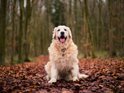 Effective Dog Dandruff Treatment: Restore Your Pet's Flawless Coat