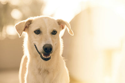 Calm Your Dog’s Anxiety with the Healing Power of Massage