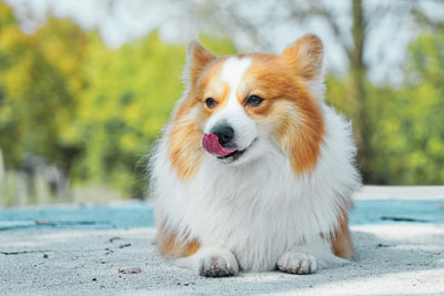 Dogs bad breath from stomach? Fix it fast with these vet-approved tips