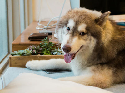 Grooming for Anxious Dogs：How to Groom Your Anxious Dog with Confidence