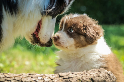 Best Joint Supplement  for your Dog's Health : How does It Work?