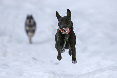 How to Help Your Dog with Motion Sickness