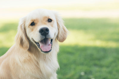 Boost Your Dog’s Digestion with the Power of Psyllium Husk for Dogs