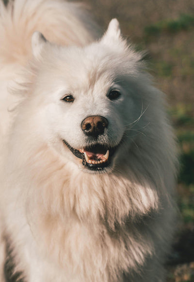 My Dog Won’t Let Me Cut His Nails? Dog Sedative for Nail Trimming