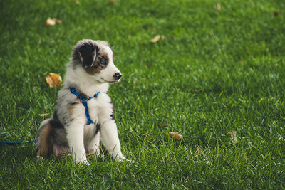 Revolutionary Skin Soothers for Dogs: Say Goodbye to Skin Issues